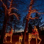 Mz Reindeer 3*